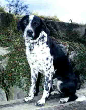 Hoschi1.jpg
